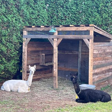 Gite - La Ruee Vers L'Orge Trois-Rivières Dış mekan fotoğraf