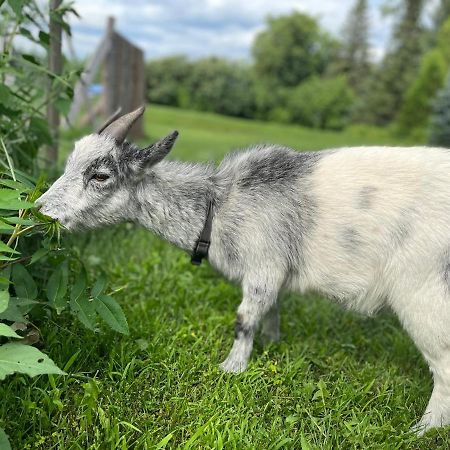 Gite - La Ruee Vers L'Orge Trois-Rivières Dış mekan fotoğraf