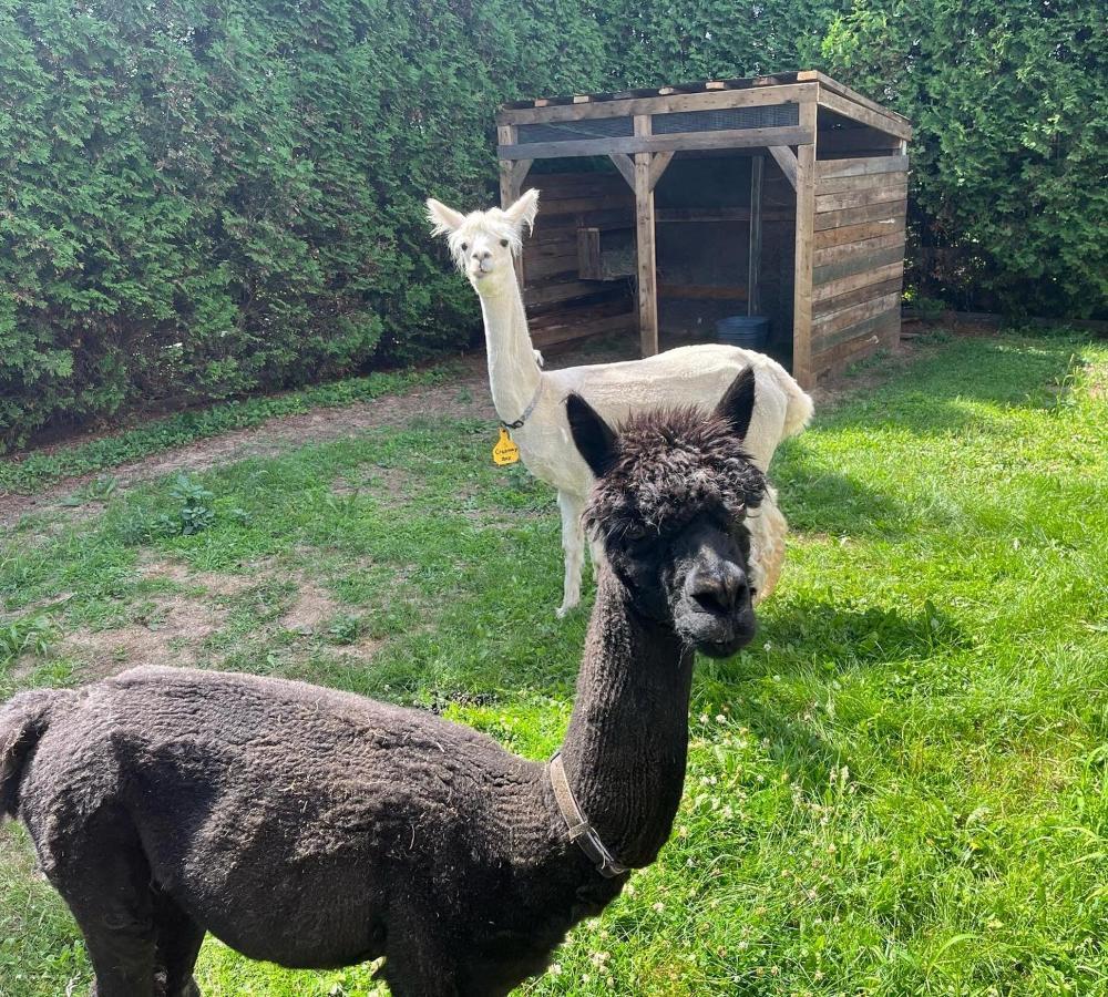 Gite - La Ruee Vers L'Orge Trois-Rivières Dış mekan fotoğraf