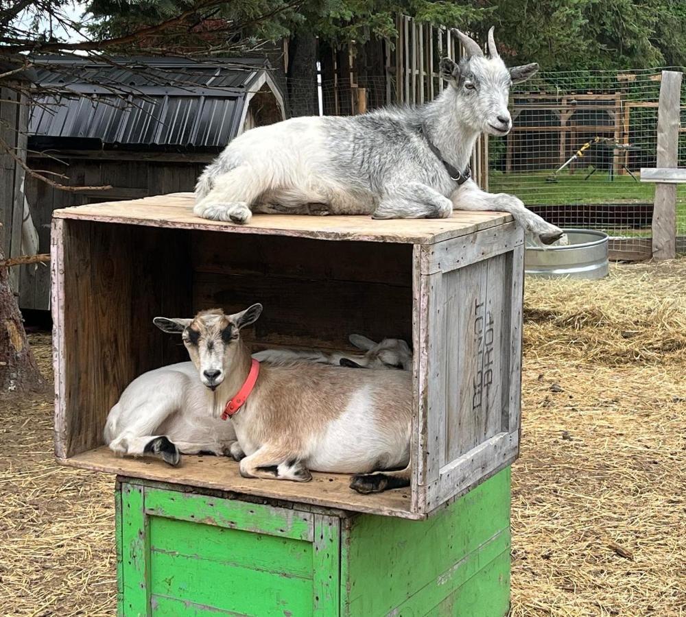 Gite - La Ruee Vers L'Orge Trois-Rivières Dış mekan fotoğraf