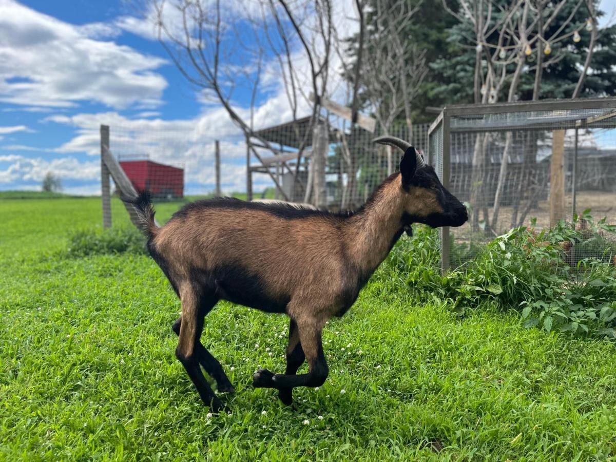 Gite - La Ruee Vers L'Orge Trois-Rivières Dış mekan fotoğraf